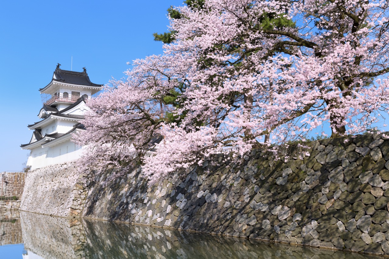満開の桜は人気のお花見スポットです
