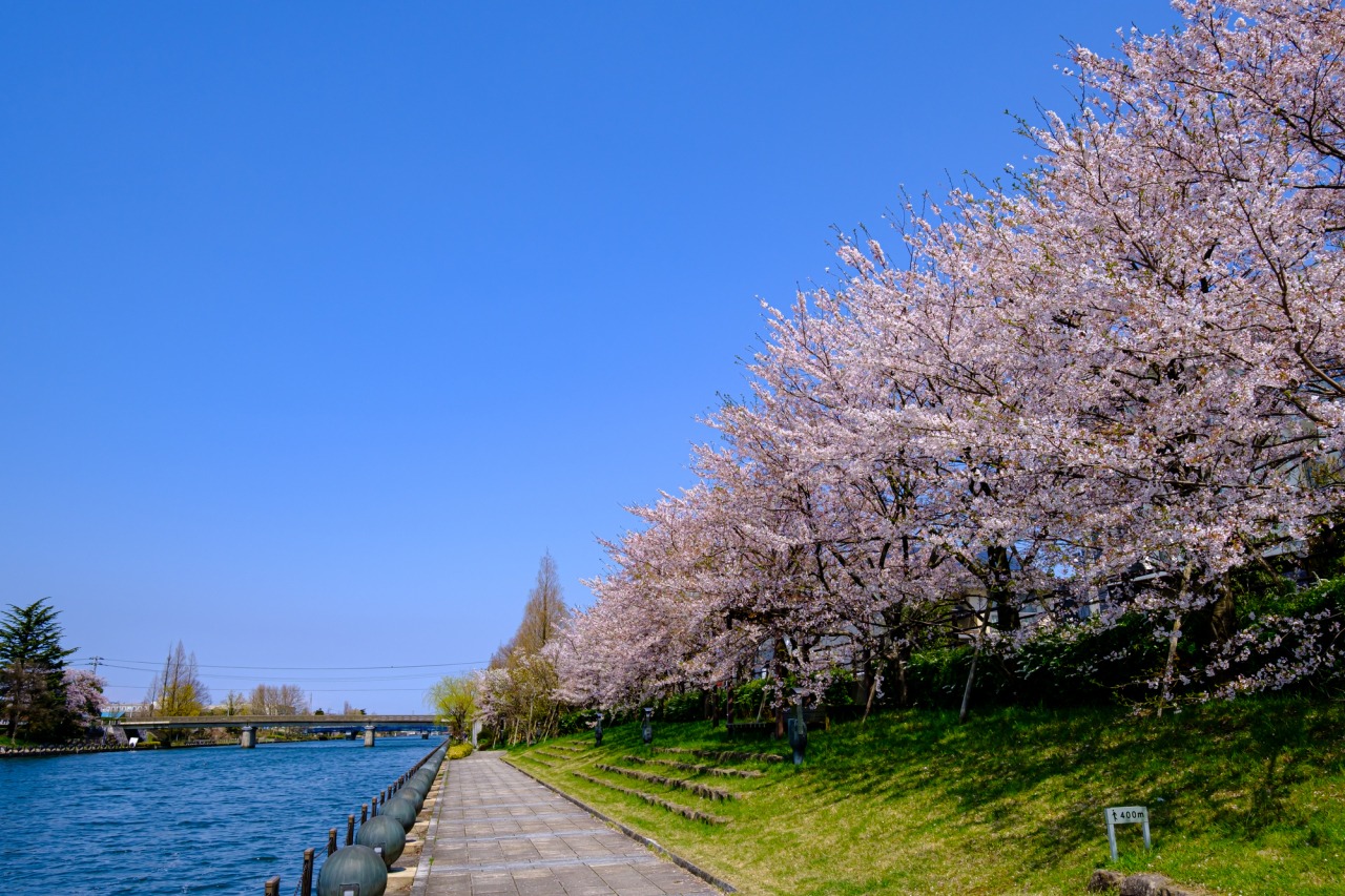 美しい桜が続く人気の桜の名所です