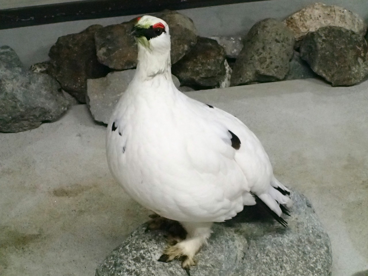 特別天然記念物のニホンライチョウ