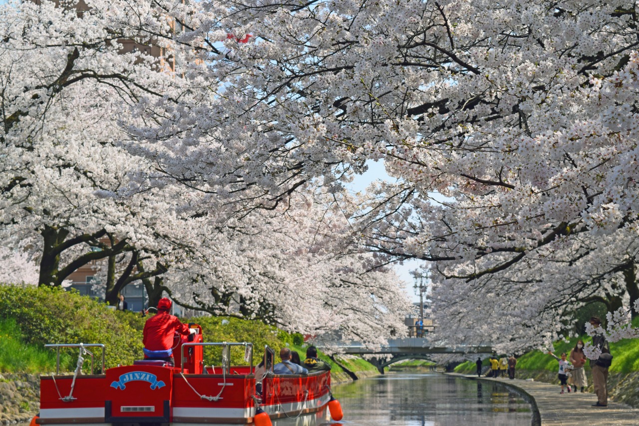 とやまビューポイント「松川べり の 桜並木」