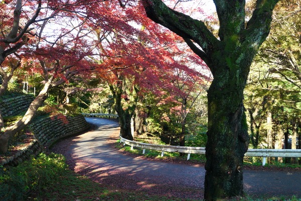 紅葉の道は散策にもってこい