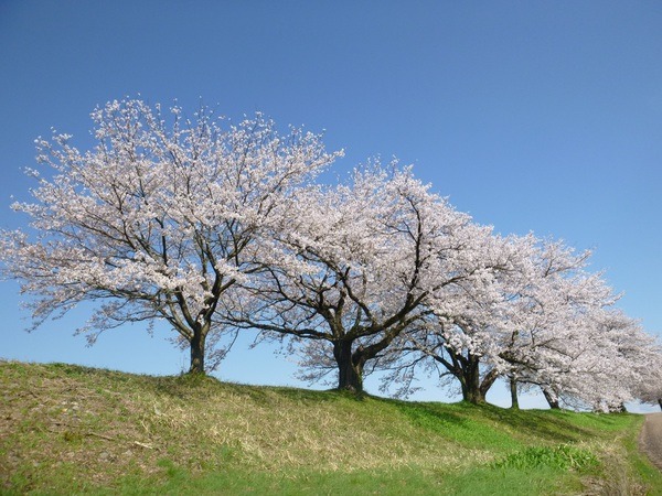 青空に映える桜の景色に気分爽快!