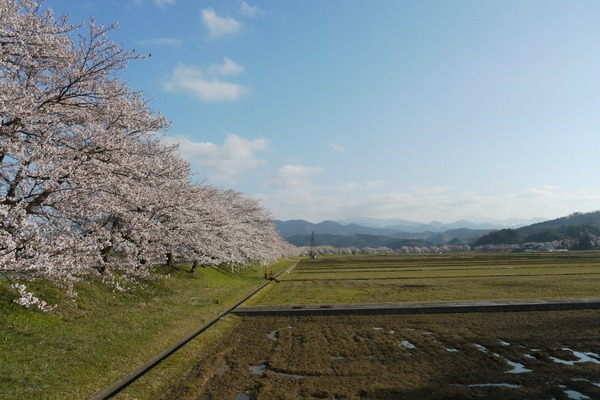 見える限り桜が続きます