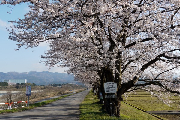 桜につられて散歩したくなります