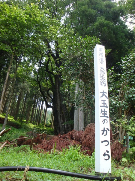 清水のすぐ後ろに桂の大木が！