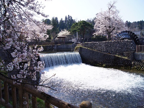 とやまビューポイント「常西合口用水プロムナード の 桜並木」