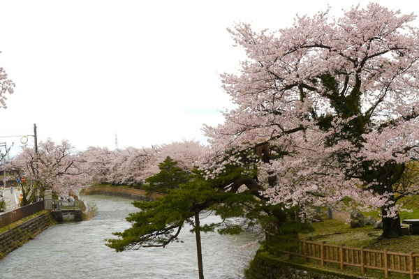 川の流れも桜も美しい景観
