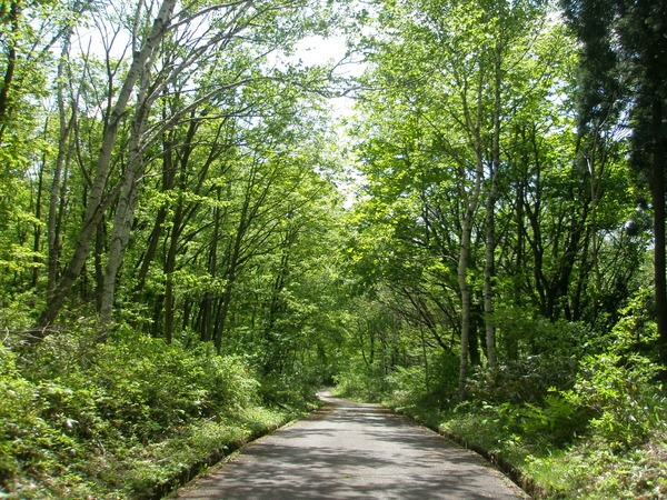 トレッキングコースもあります