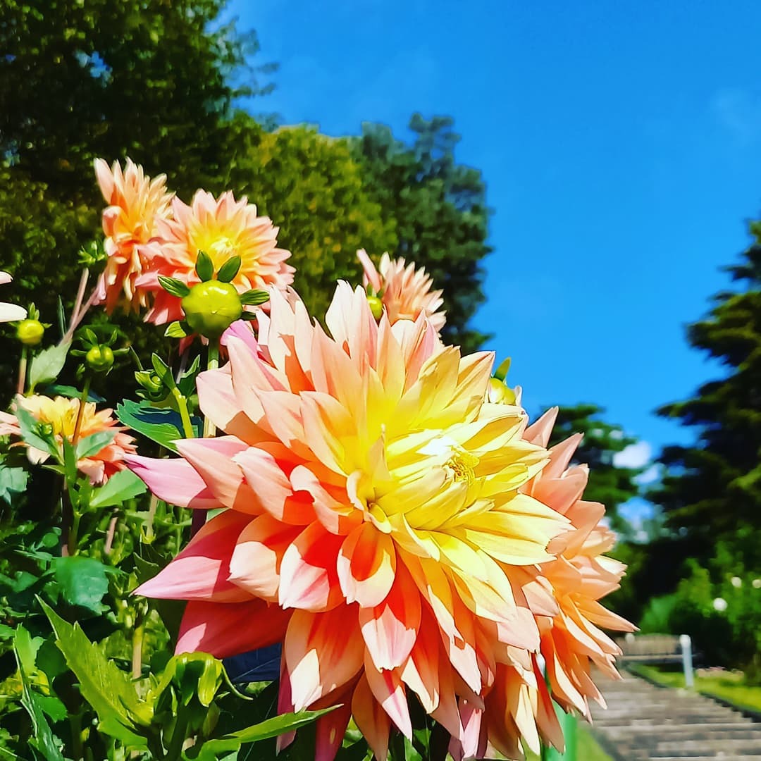 豪華なダリア
