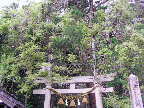 謡曲に登場する藤の名所