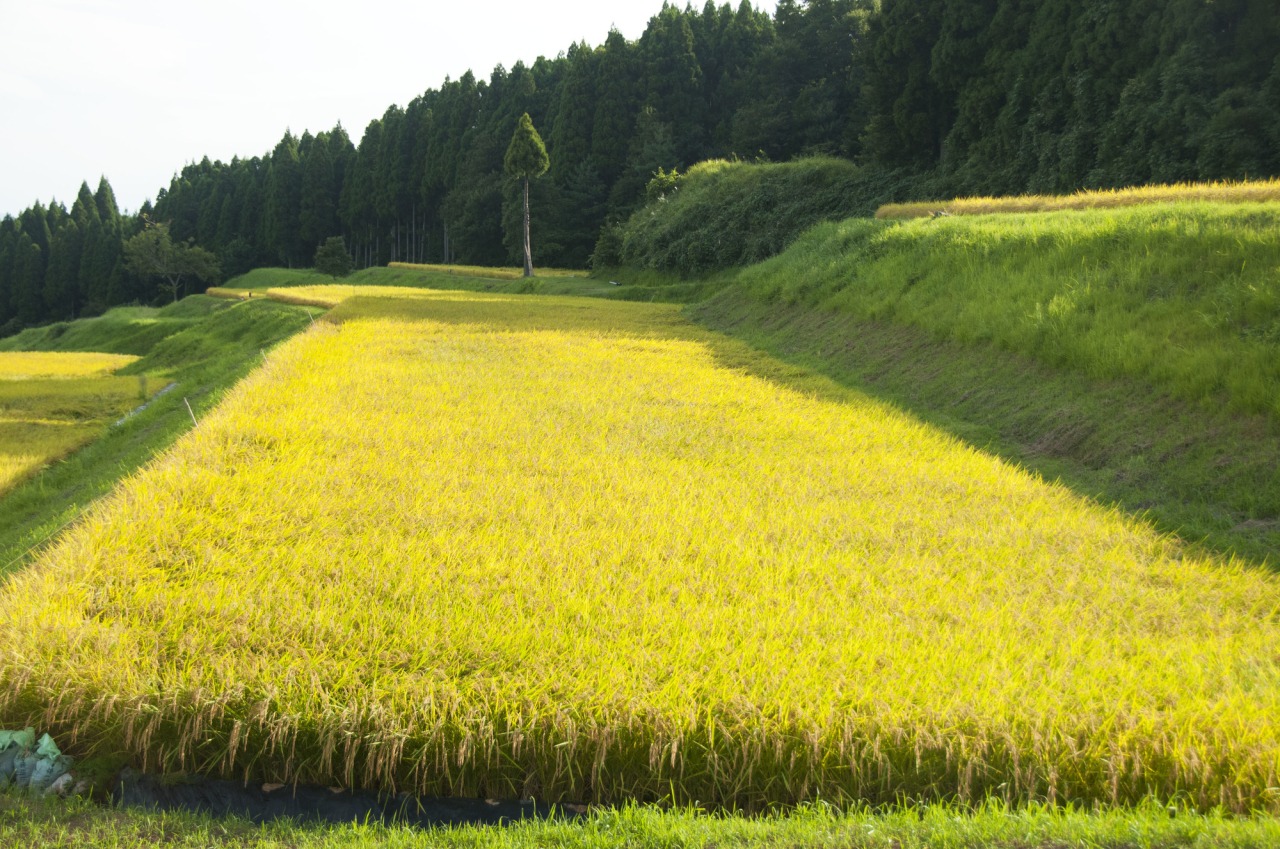 黄金色に輝く稲穂たち　収穫はもうすぐ