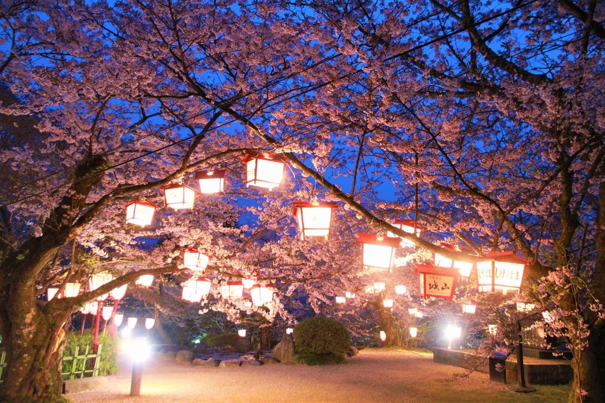 夜桜も楽しめる