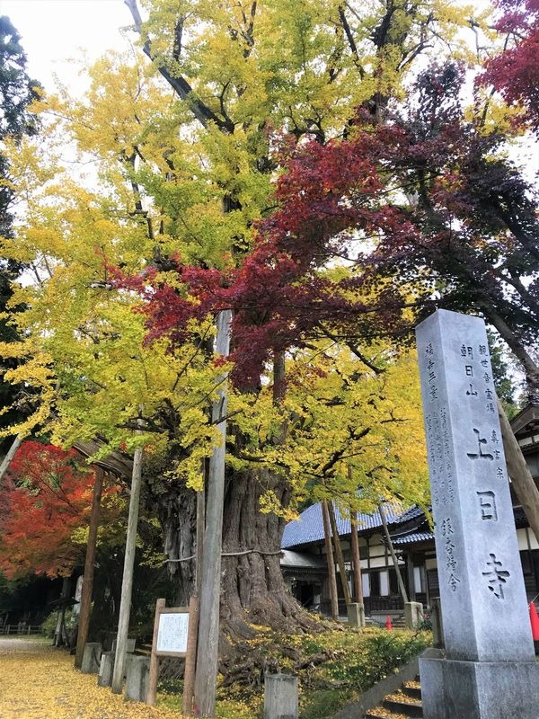 樹齢約1,000年の堂々たるイチョウ