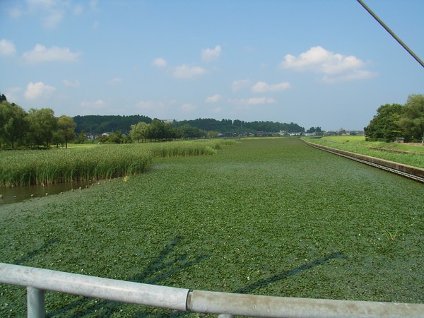 十二町潟水郷公園