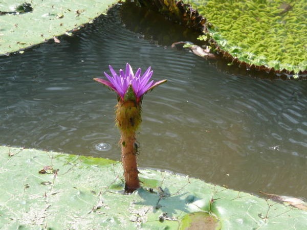 小さくきれいな花が咲いています