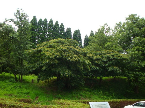 小杉丸山遺跡公園(飛鳥工人の館)