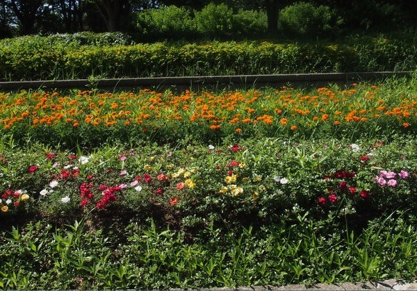 可愛いお花もたくさん