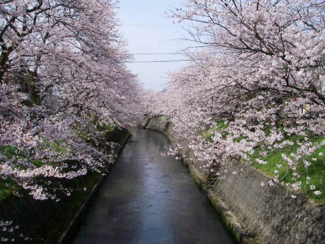 岸渡川桜並木
