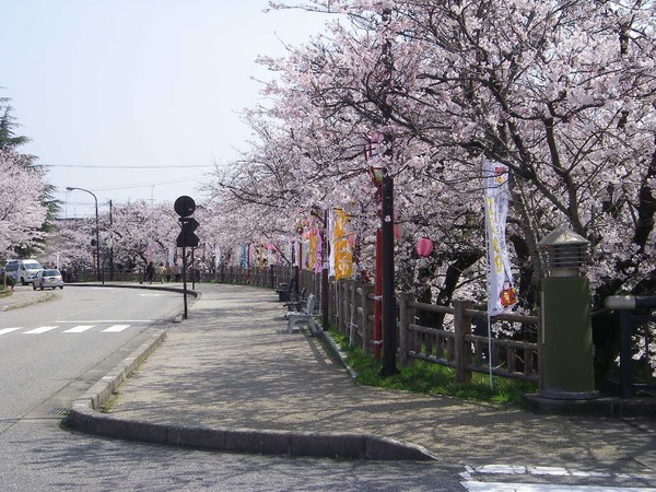 岸渡川沿道の桜並木