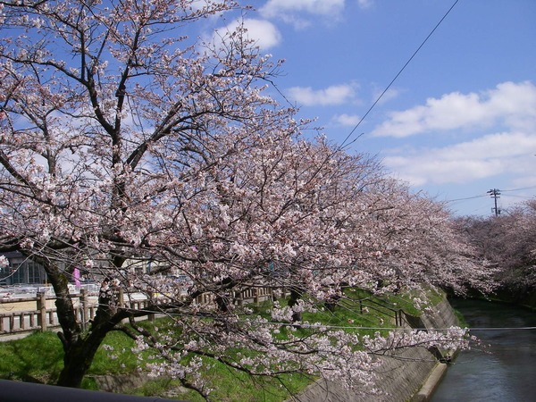 青空に映える桜