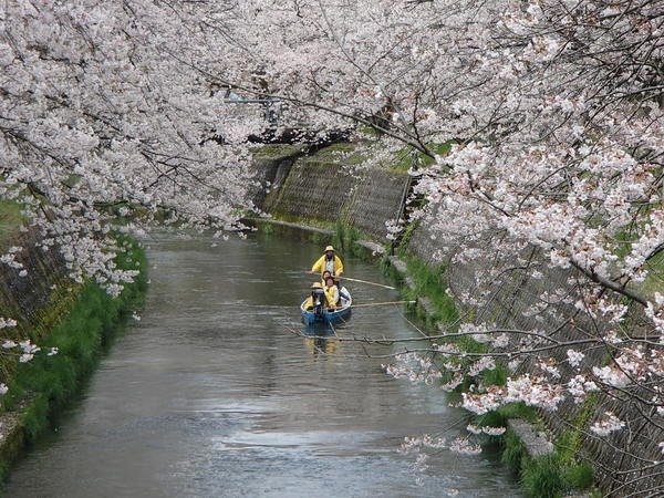 桜を眺めながらの川下り