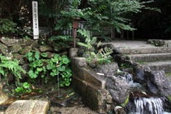みずみずしい清水
