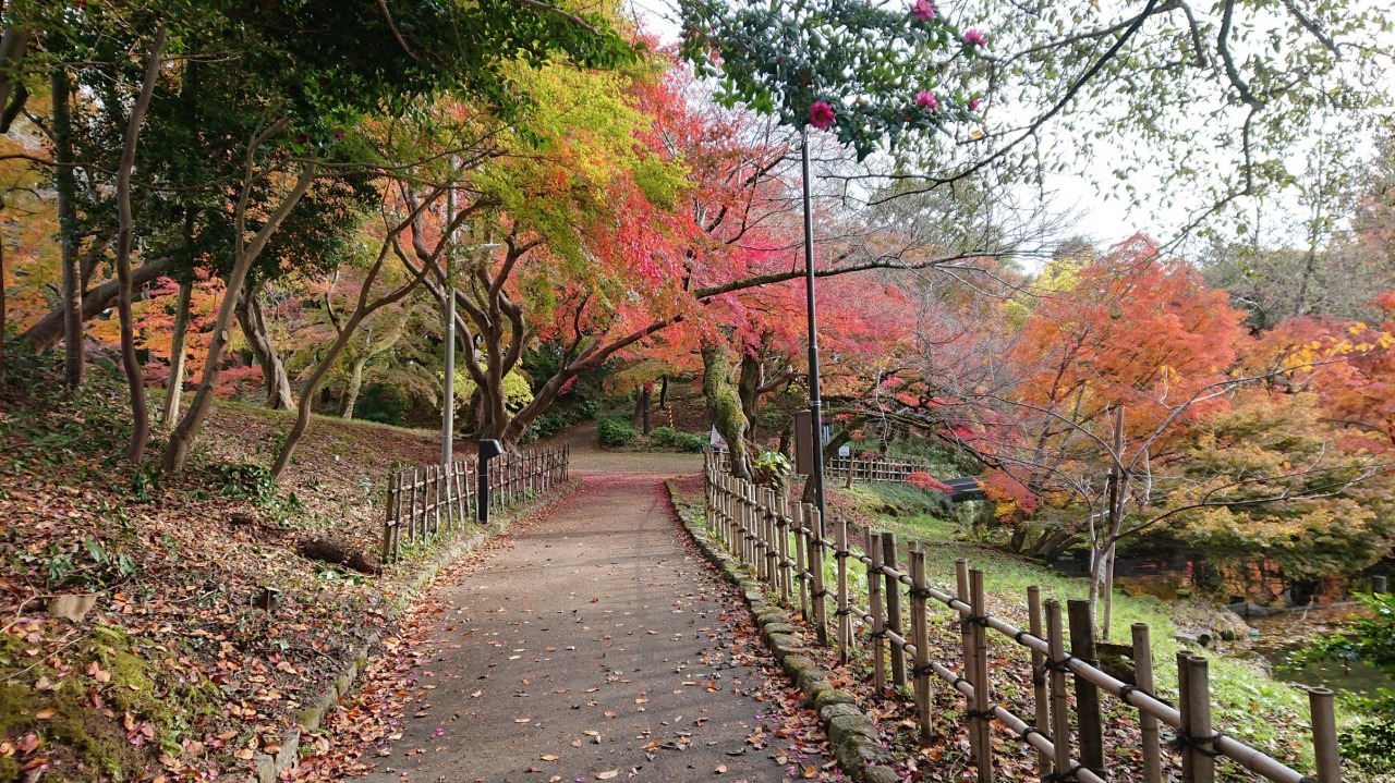 紅葉する木々