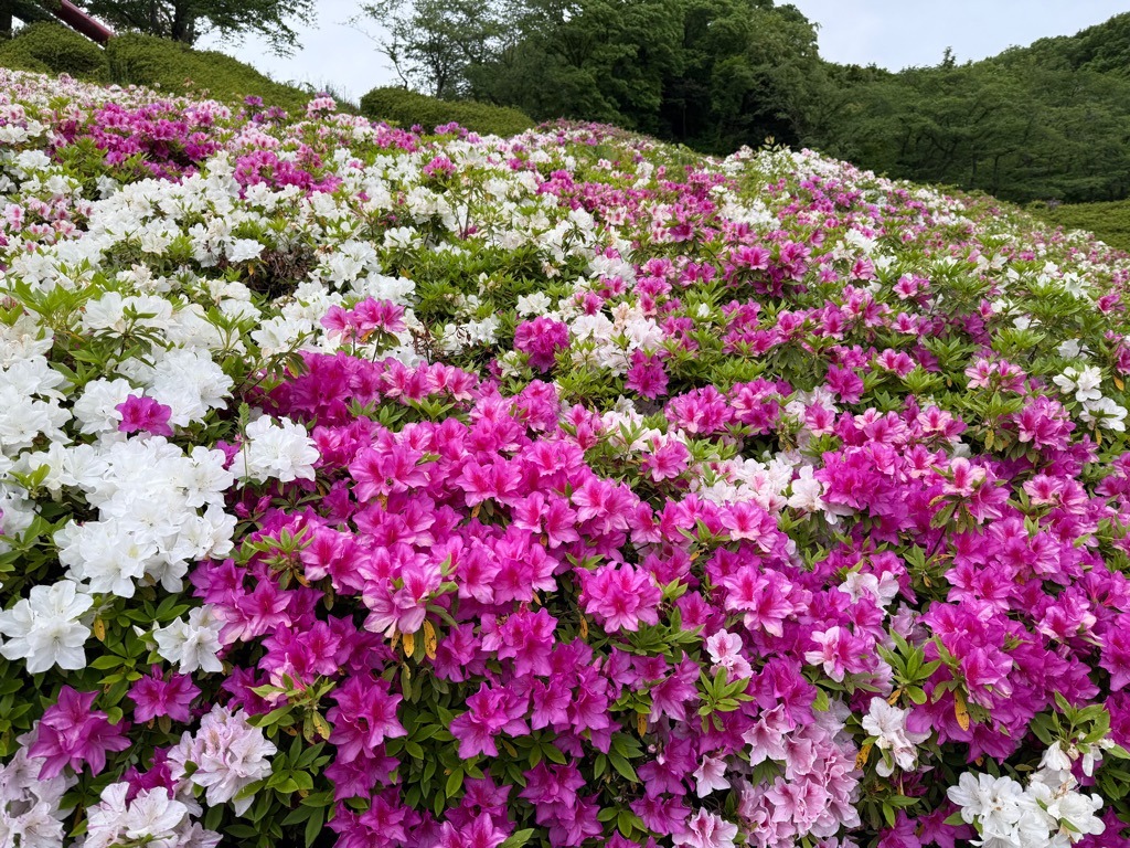 水道つつじ公園案内板