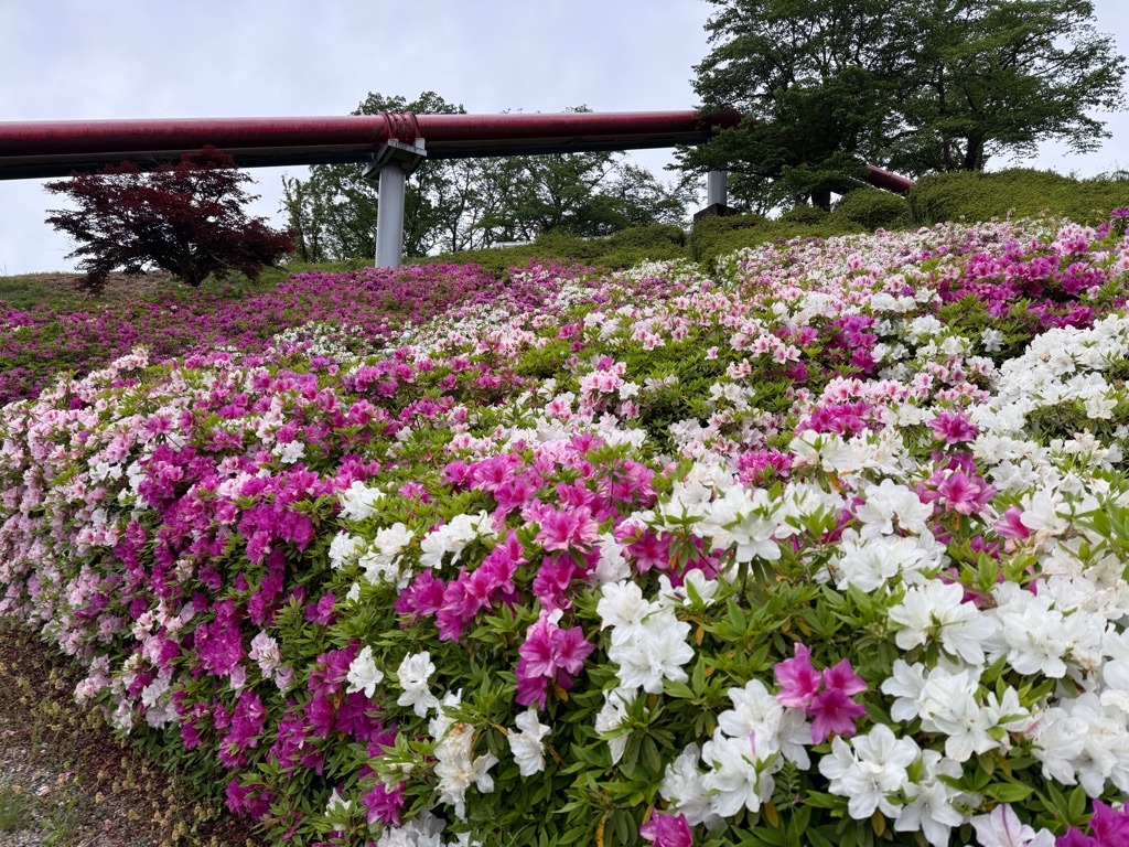 とやま花の名所にも選ばれています