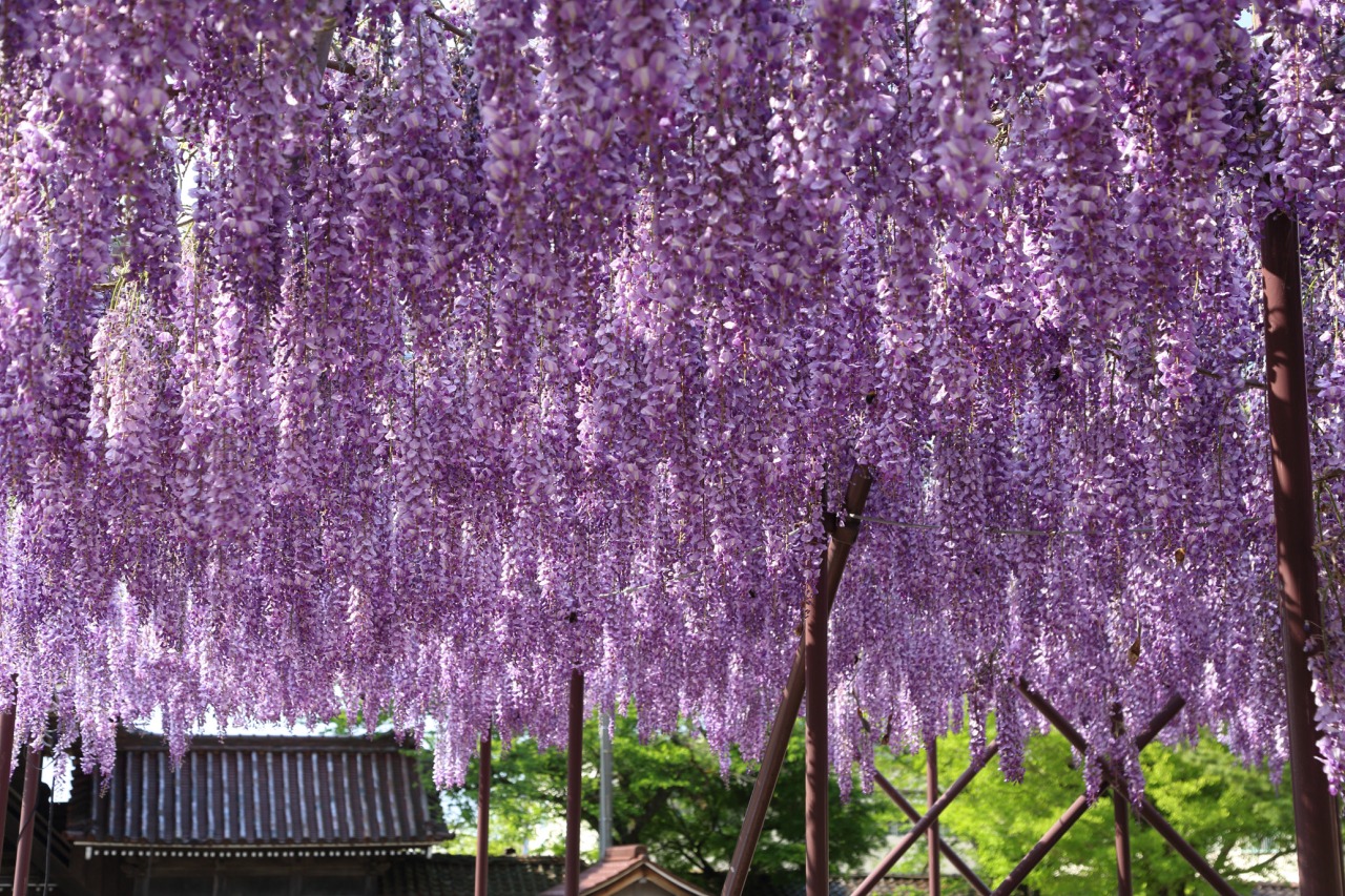 5月が見ごろです