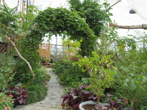 室内にもたくさんの植物が