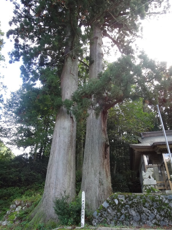 夫婦杉（東赤尾集落）