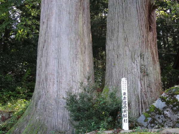 ここまで近くに並ぶ杉は珍しいとか