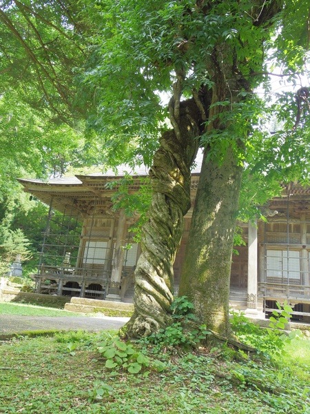 体をひねりながらも伸びる木々
