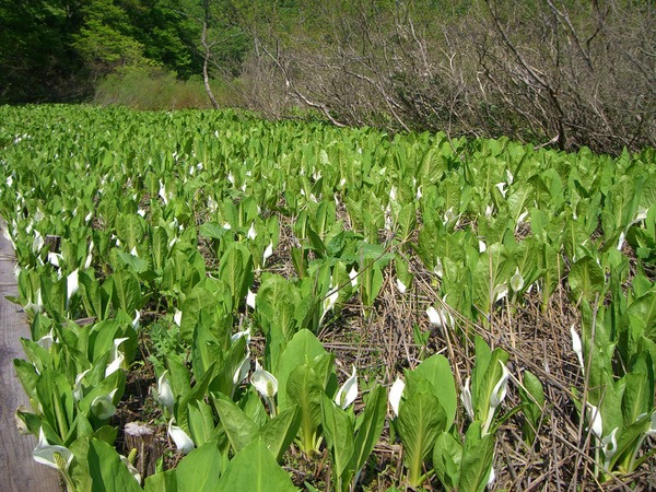 水芭蕉は心を浄化してくれるよう