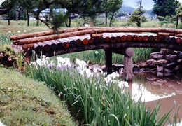 6月には菖蒲が見事に咲き誇ります