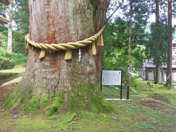 霊験あらたかな杉の巨木