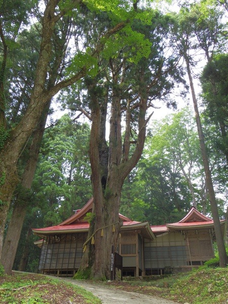 歴史を感じさせる枝ぶり
