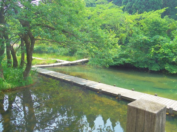 水面ぎりぎりの木道はドキドキ