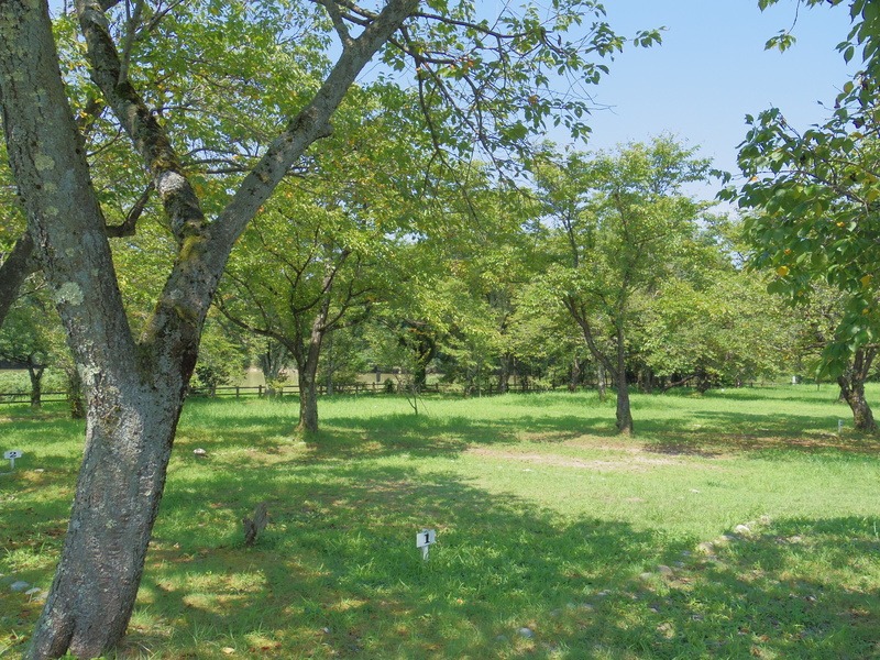 木陰が気持ち良い上和田キャンプ場。奥には湖が