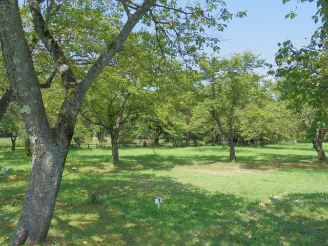 砺波市上和田緑地キャンプ場