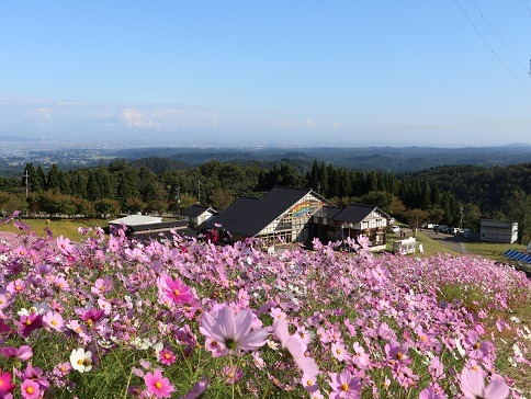 とやまビューポイント「となみ夢の平スキー場 の コスモス畑」