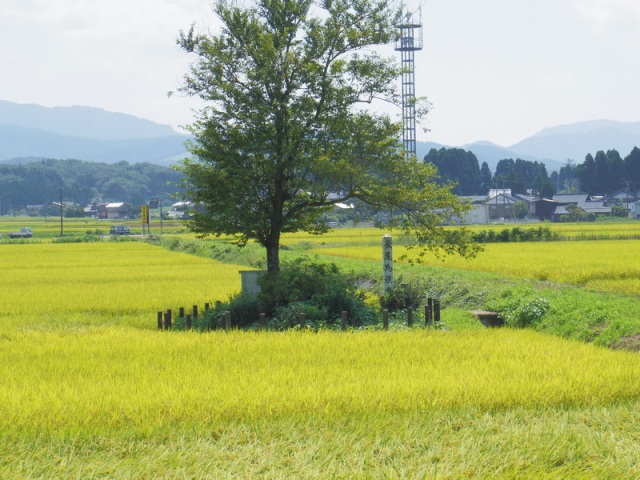 長尾為景の塚