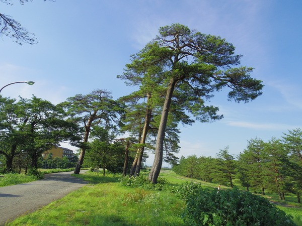 人々を守ってきた堤防の大きな赤松