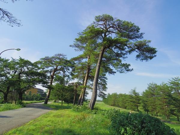 松川除堤防と赤松並木
