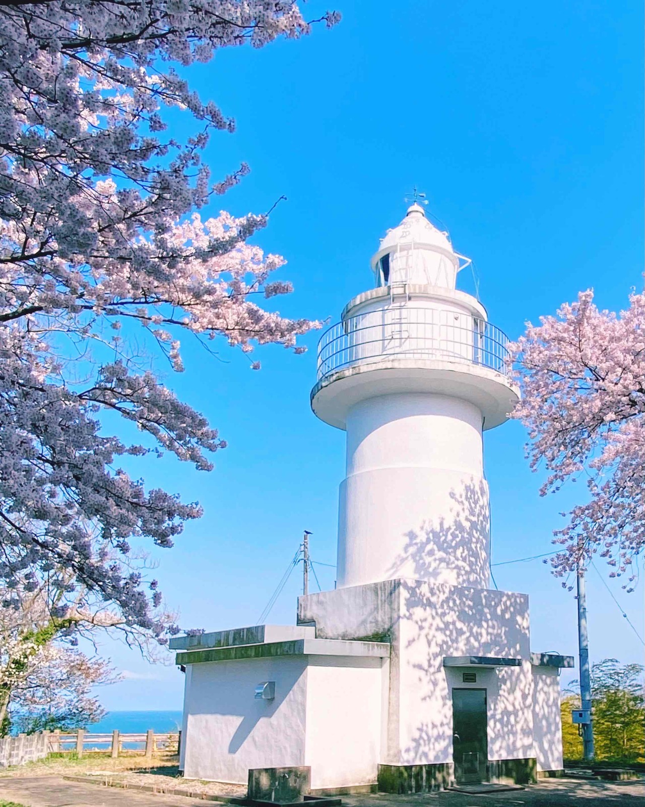 桜の見どころとしても人気