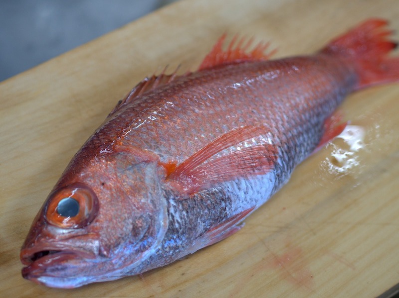 地魚はもちろん、築地から仕入れた珍しい魚を提供することもあります。