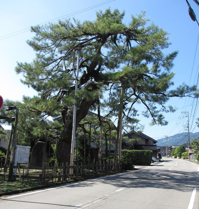 巴塚の松