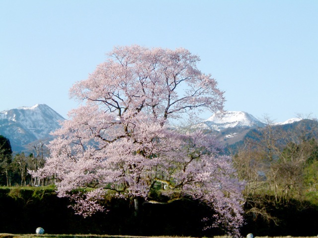 向野の桜