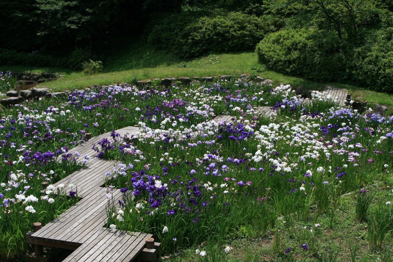 小矢部の市花「花菖蒲」も